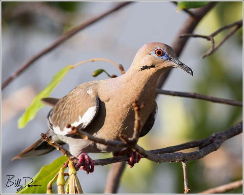 White-winged Dove