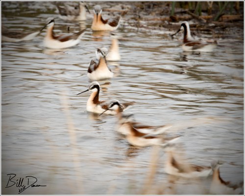 Wilson's Phalarope - 6A1A2199