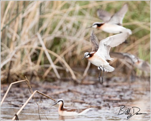 Wilson's Phalarope - 6A1A2223