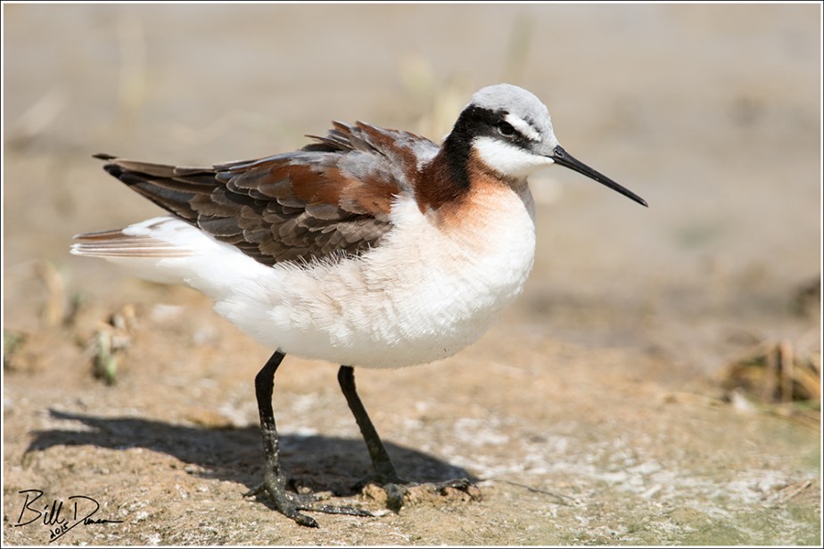 Wilson's Phalarope