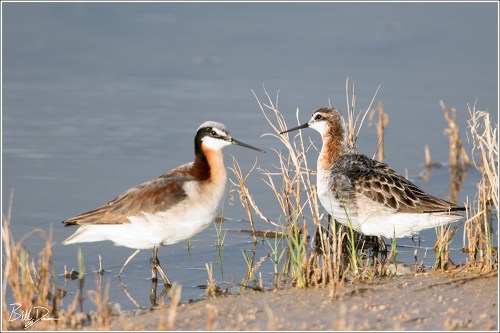 Wilson's Phalarope - 6A1A4745 (2)