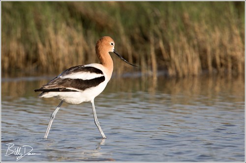 American Avocet
