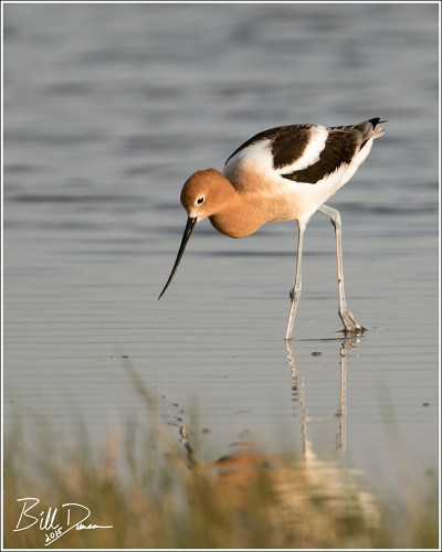 American Avocet