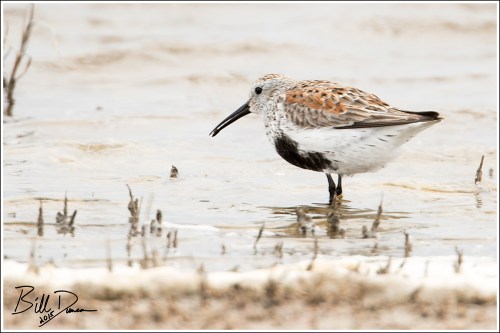 Red-backed Sandpiper