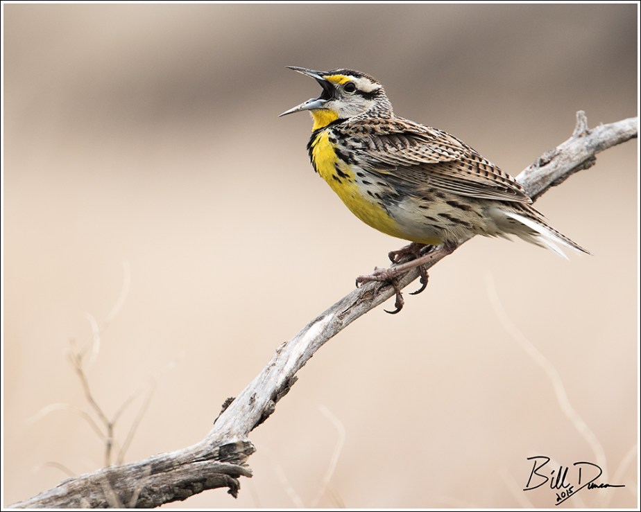 Eastern Meadowlark