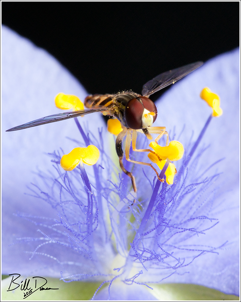 Time Flies Like an Arrow... Hover Flies Like a Flower 