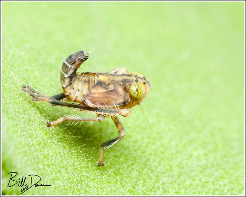 Planthopper Nymph