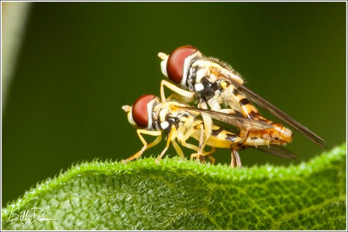 Syrphid Sensuality