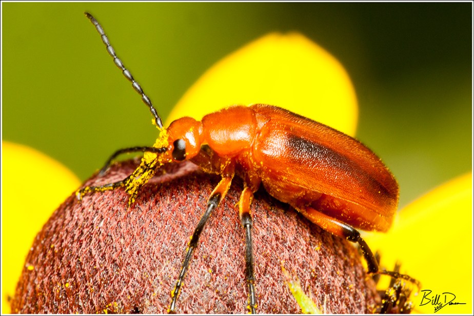 Orange Blister Beetle