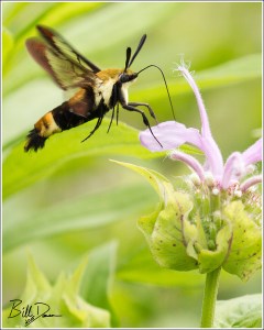 A Sphinx Moth