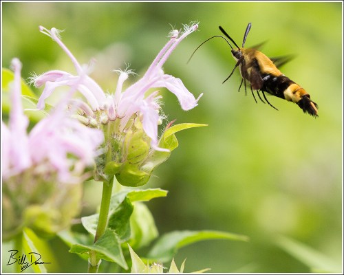 Not a Hummingbird...