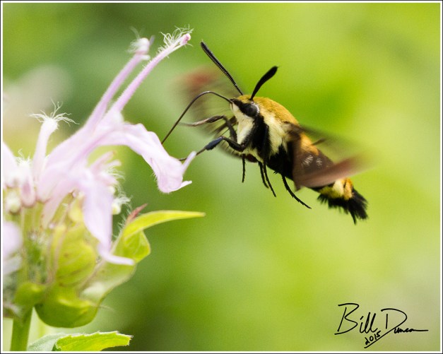 Snowberry Clearwing