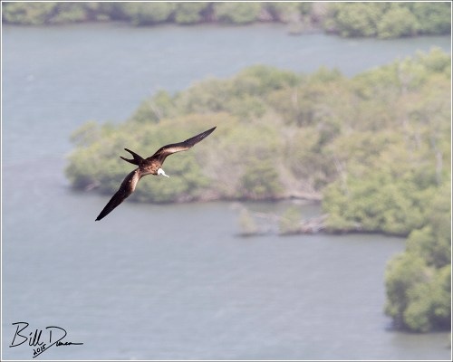 Magnificient Frigatebird