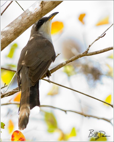 Mangrove Cuckoo