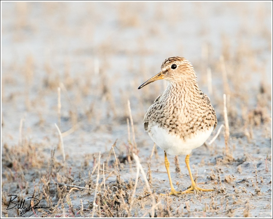Pectoral Sandpiper