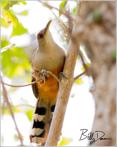 Puerto Rican Lizard Cuckoo