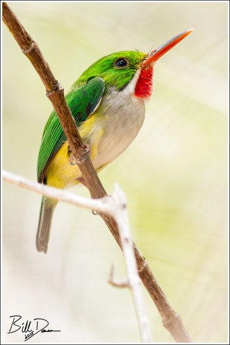 Puerto Rican Tody