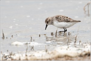 Semipalmated Sandpiper 
