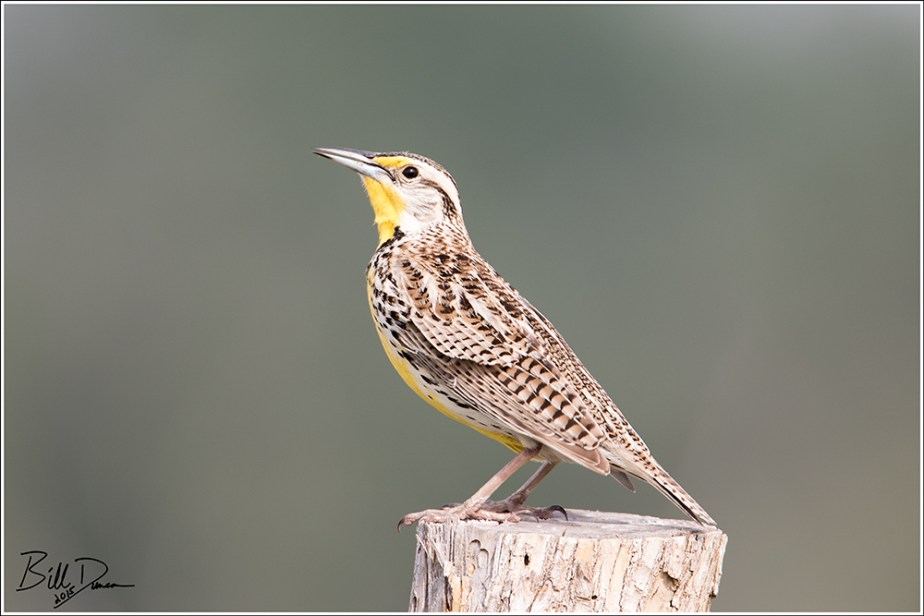 Western Meadowlark