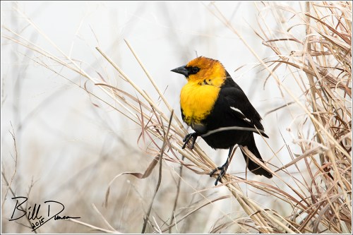 Yellow-headed Blackbird