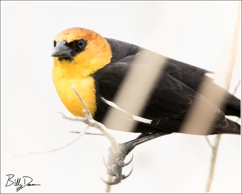 Yellow-headed Blackbird