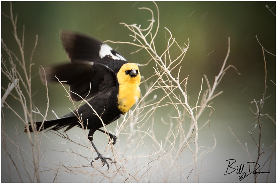 Yellow-headed Blackbird