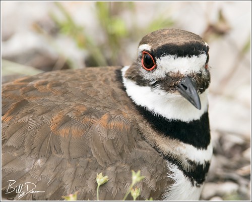Killdeer! Killdeer! Killdeer!