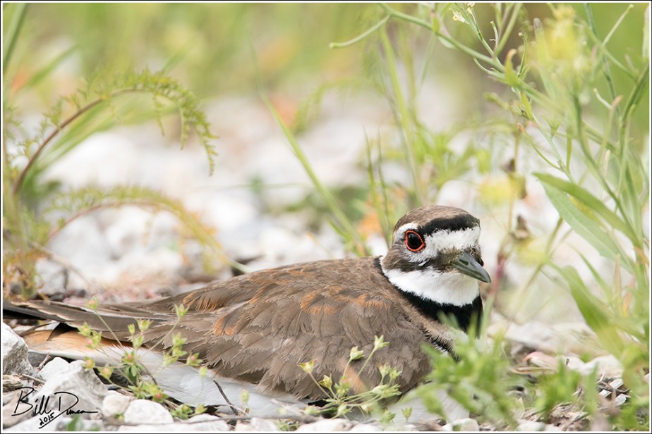 Killdeer on Nest