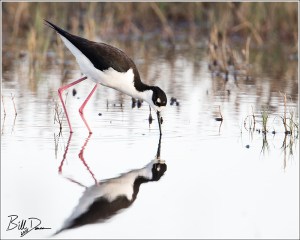 Black-necked Stilt