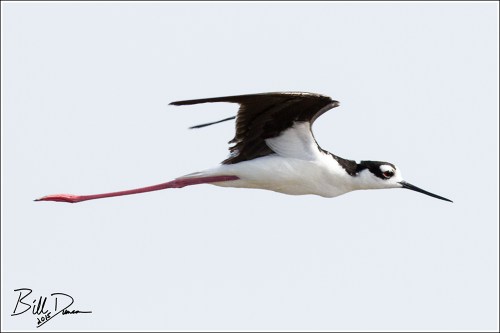 Black-necked Stilt