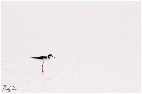 Black-necked Stilt