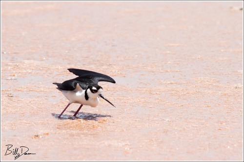 Black-necked Stilt