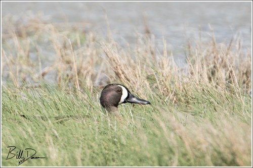 Blue-Winged Teal