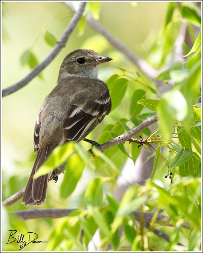 Caribbean Elaenia