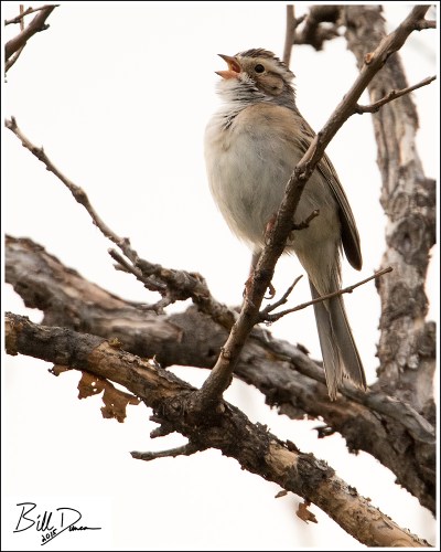 Clay-colored Sparrow