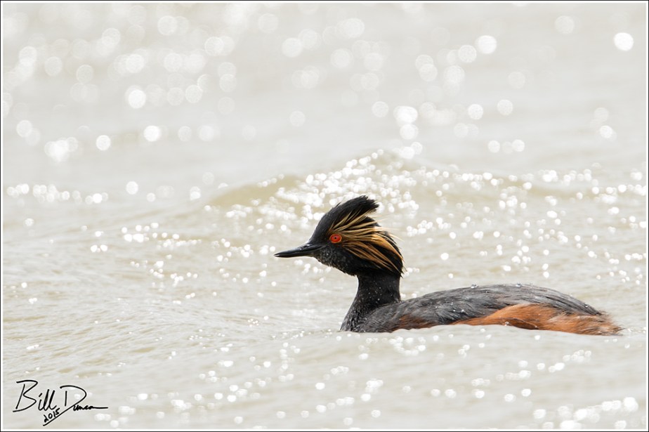 Eared Grebe