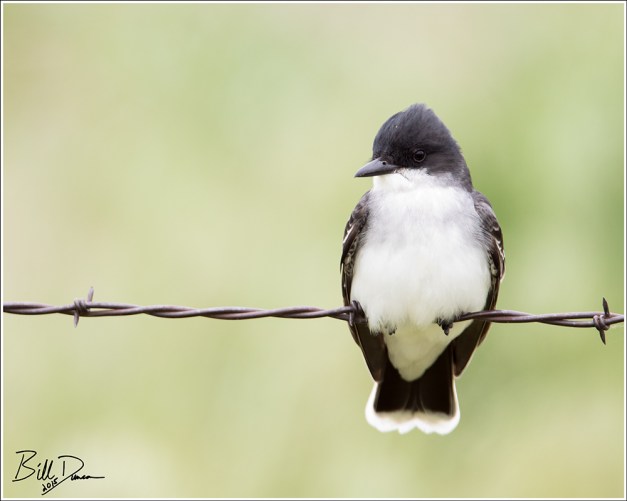 Eastern Kingbird