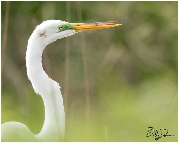 Great Egret