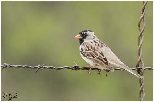 Harris's Sparrow 