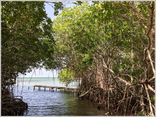 Mangrove Pier
