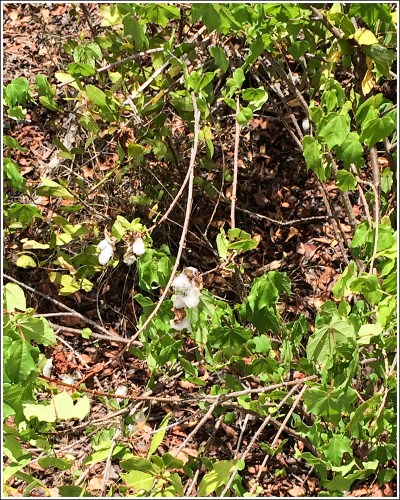 Wild Cotton