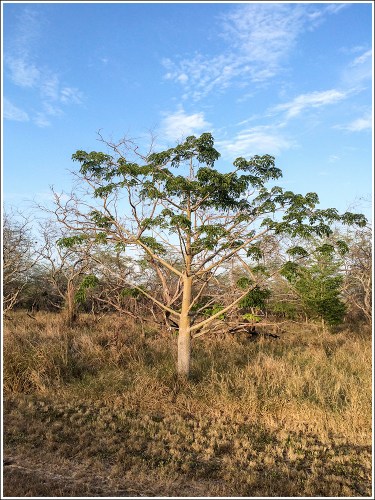 Subtropical Dry Forest