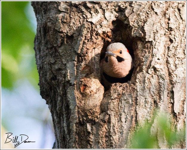 Northern Flickr - Male