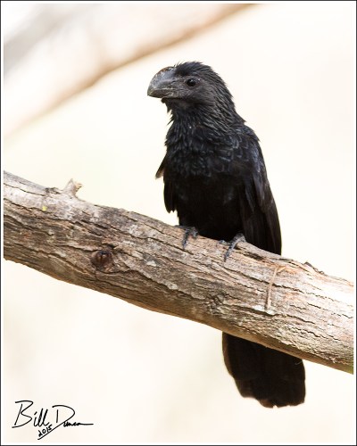 Smooth-billed Ani
