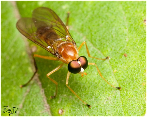 Ptecticus trivittatus