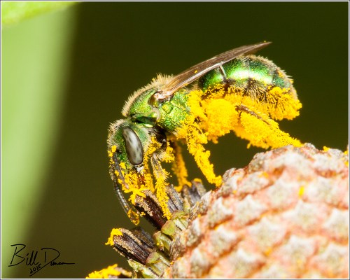 Sweat Bee