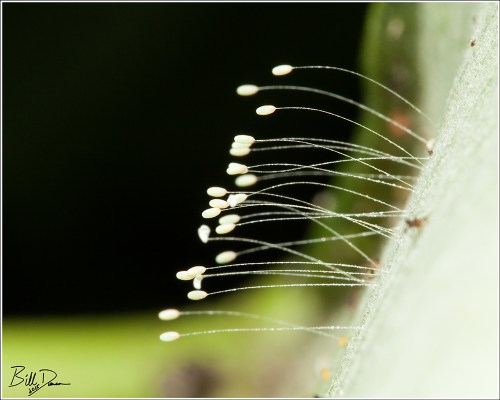 Lacewing Eggs
