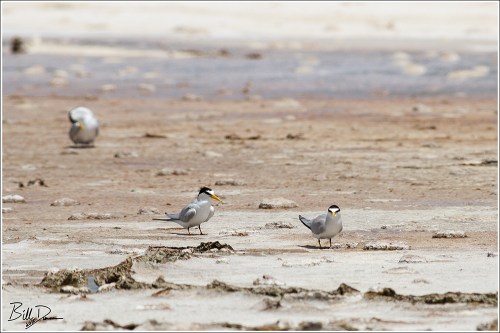 Least Tern