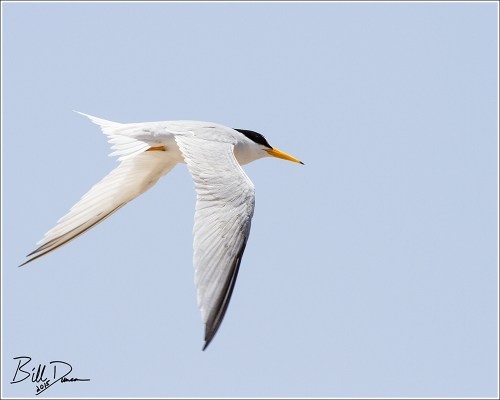Least Tern