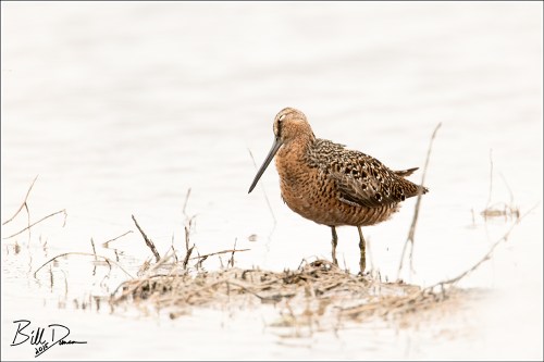 Long-billed Dowitcher